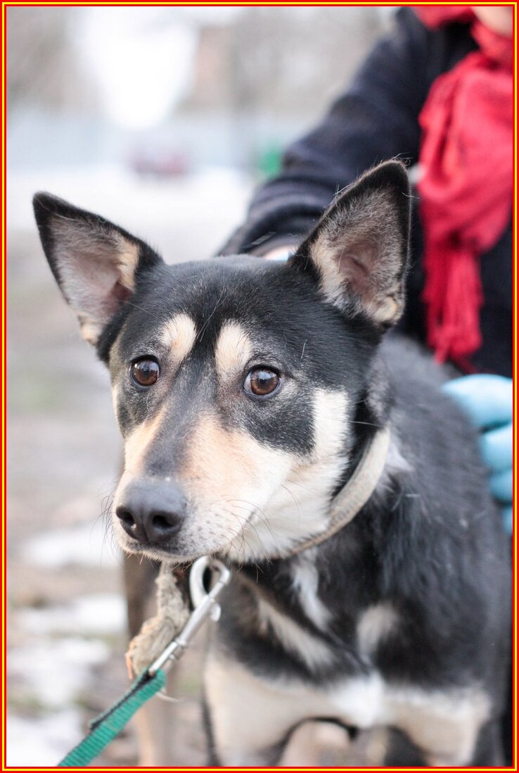 Фото из приюта "лучший друг" г. Ставрополь