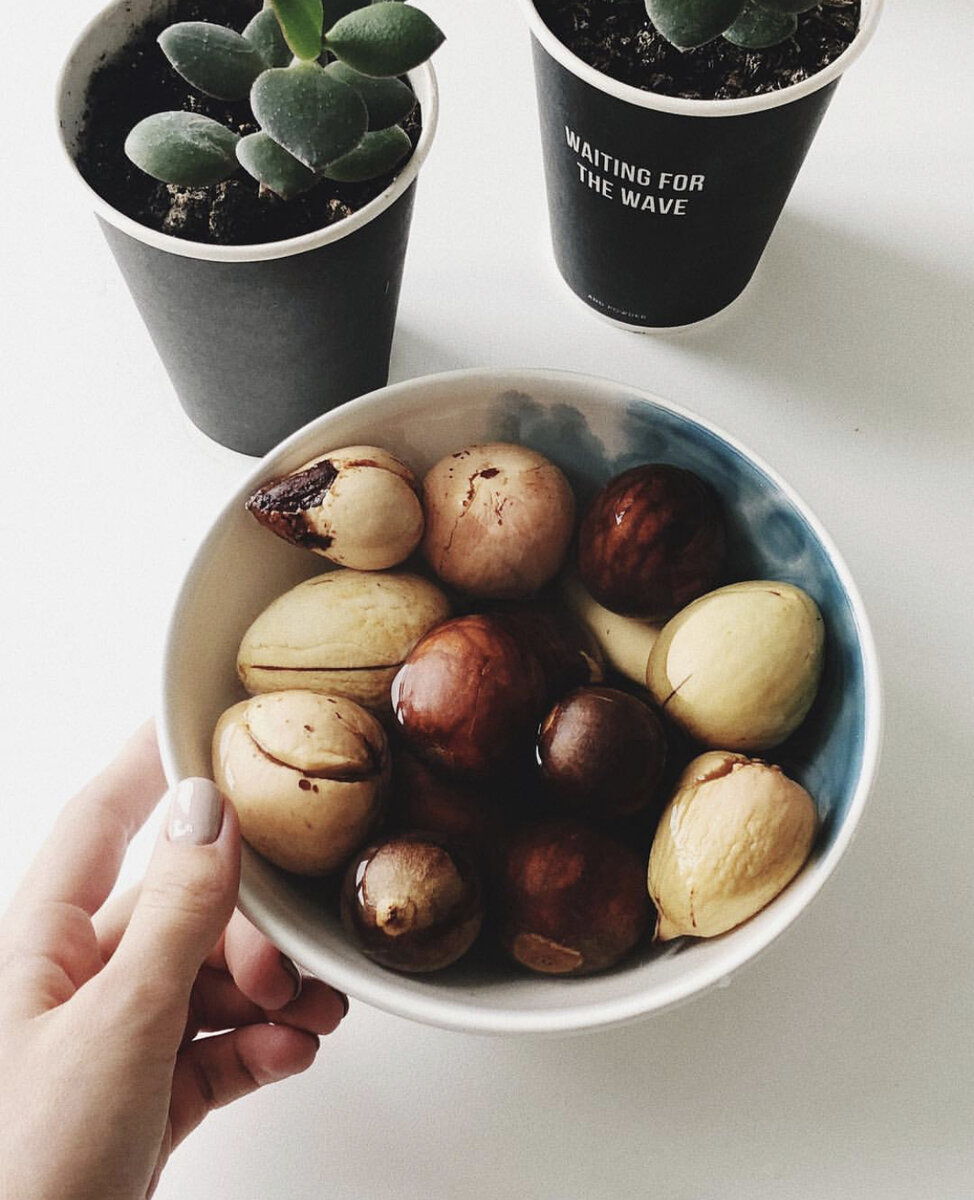 Если оставить кожуру на косточке, воду нужно менять чаще, иначе она забродит.