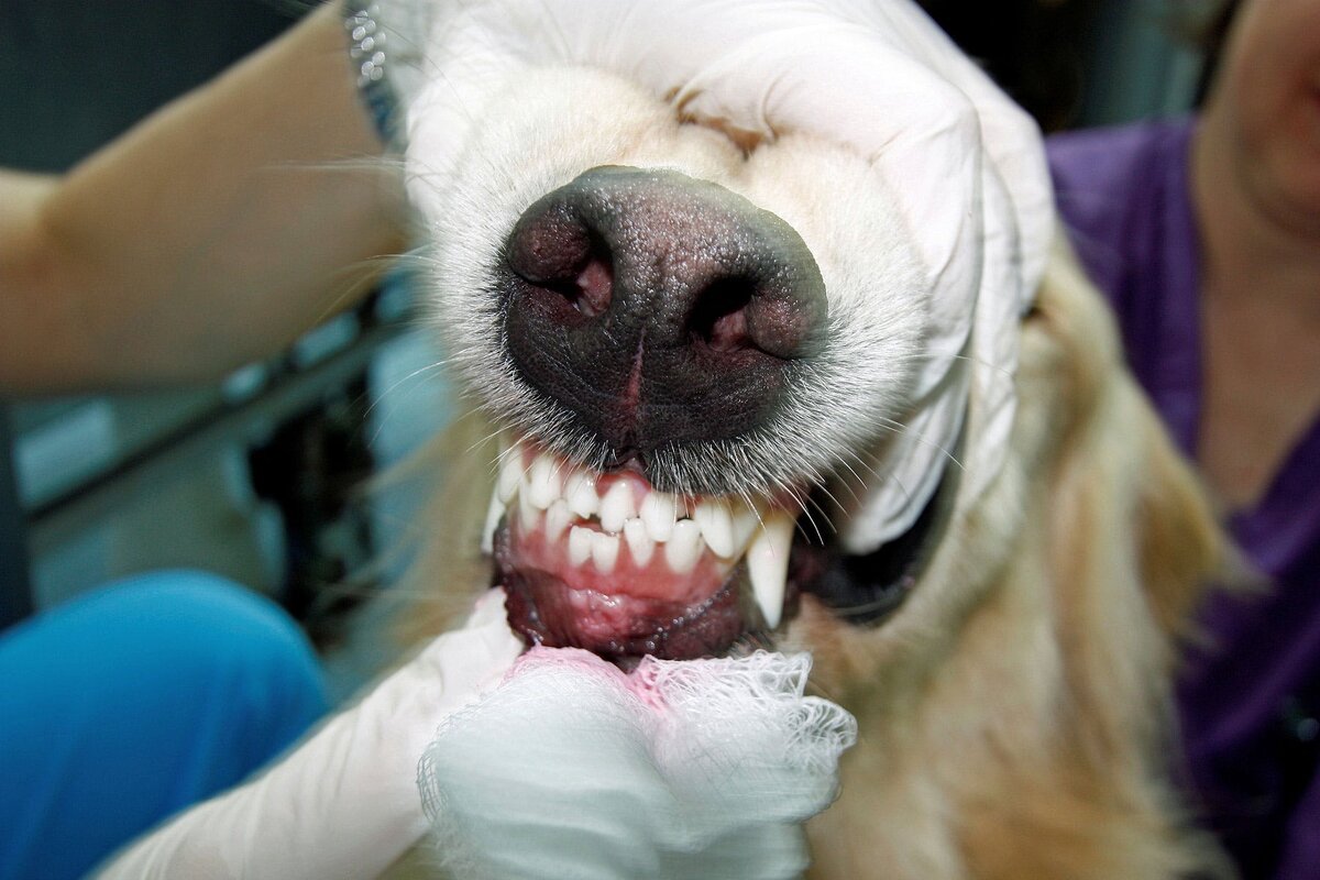 источник https://images.wagwalkingweb.com/media/articles/dog/tooth-dislocation-or-sudden-loss/tooth-dislocation-or-sudden-loss2.jpg