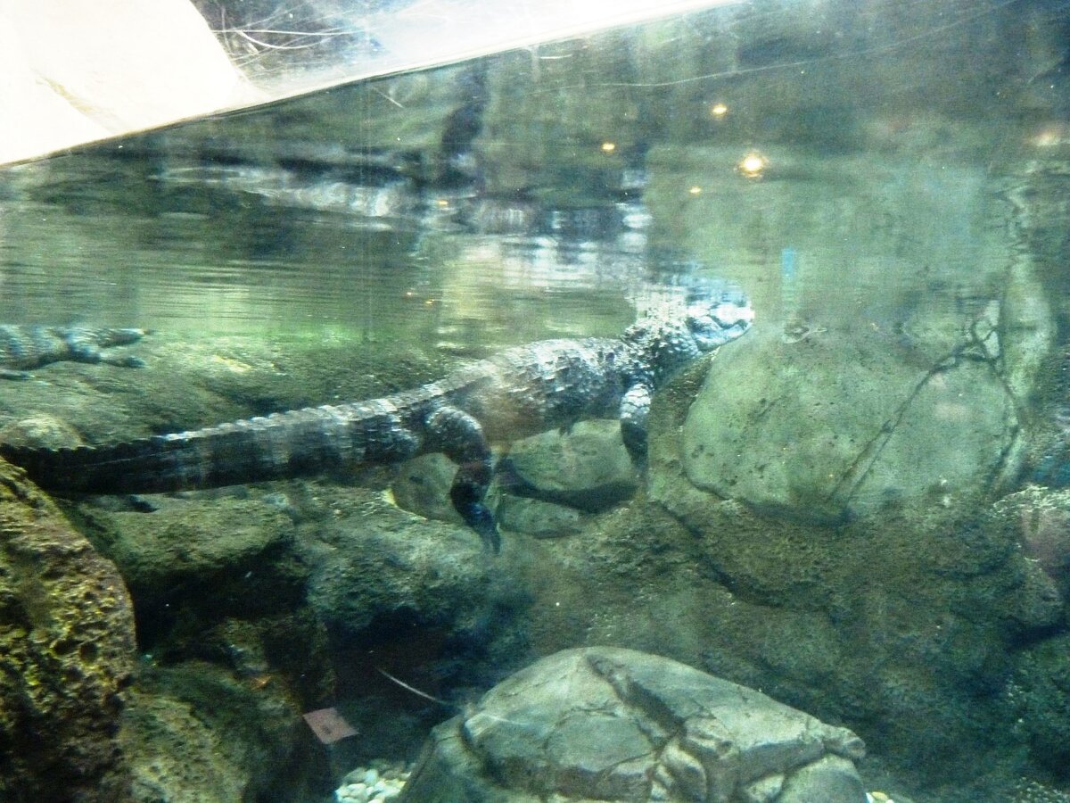 Крокодил в такой чистой воде, наверное, даже не привык находиться