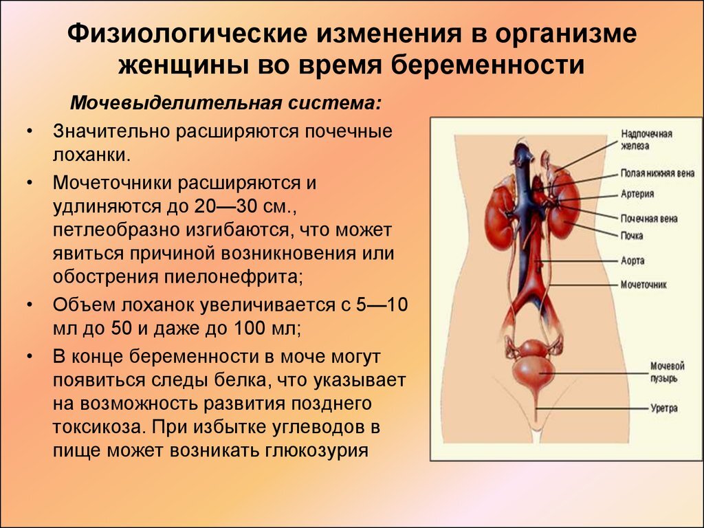 Секс во время беременности – мифы и реальность