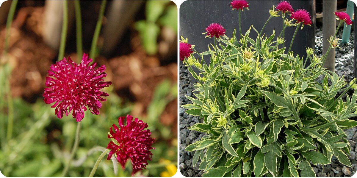 Короставник Македонский