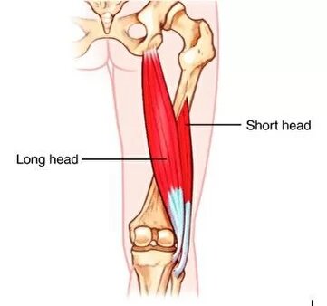 У нее выделяют длинную головку (long head) и короткую (short head) 