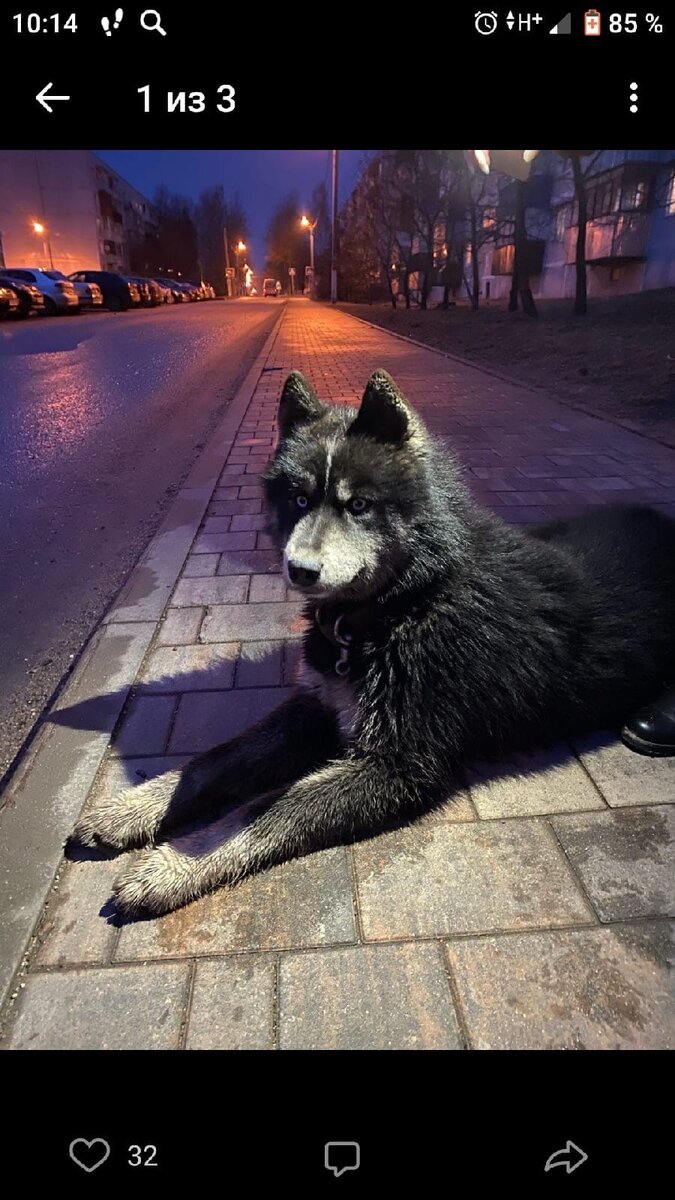 А вот и Того, парня 5-6,5 месяцев от роду просто высадили из машины и уехали