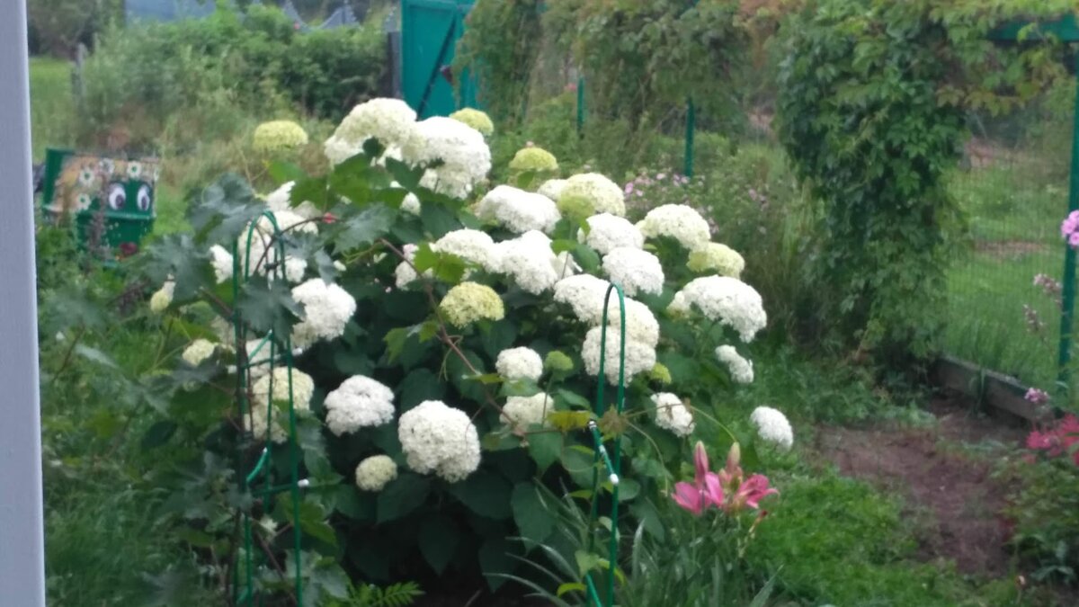 Многолетники вполне переживут недостаток ухода весной