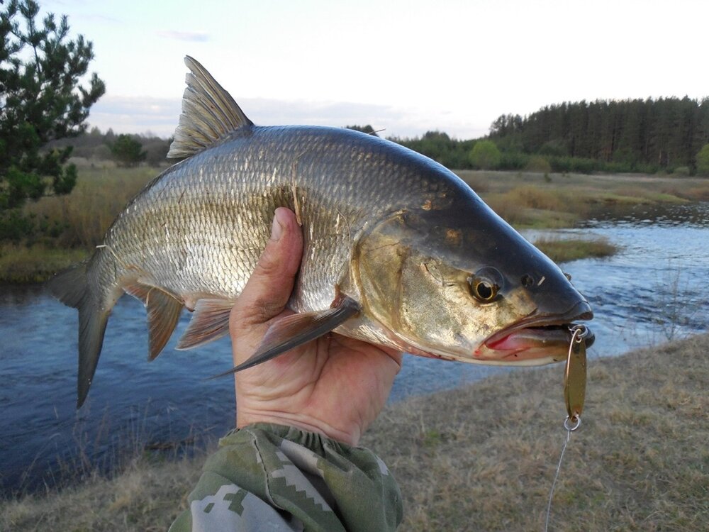 Старый спиннинг борозды не испортит. Обзор двух Maximus Fish Poison