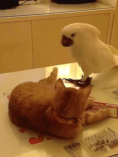 Нажми на картинку, чтобы посмотреть видео. Источник: Ютуб.