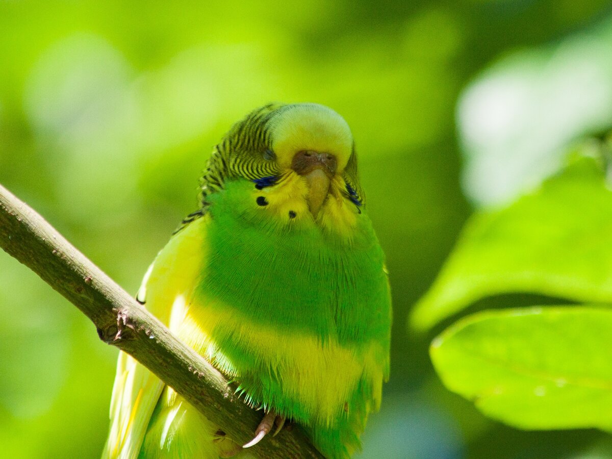 Волнистый попугай фото. Волнистый попугайчик зеленый. Волнистый попугай зеленый 4k. Волнистый попугай в полете. Попугай пересмешник.