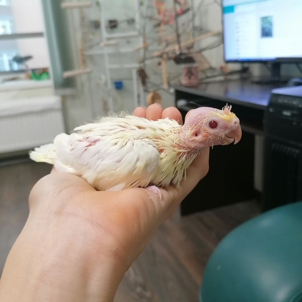 Наша пострадавшая лютинка. Все фото автора.