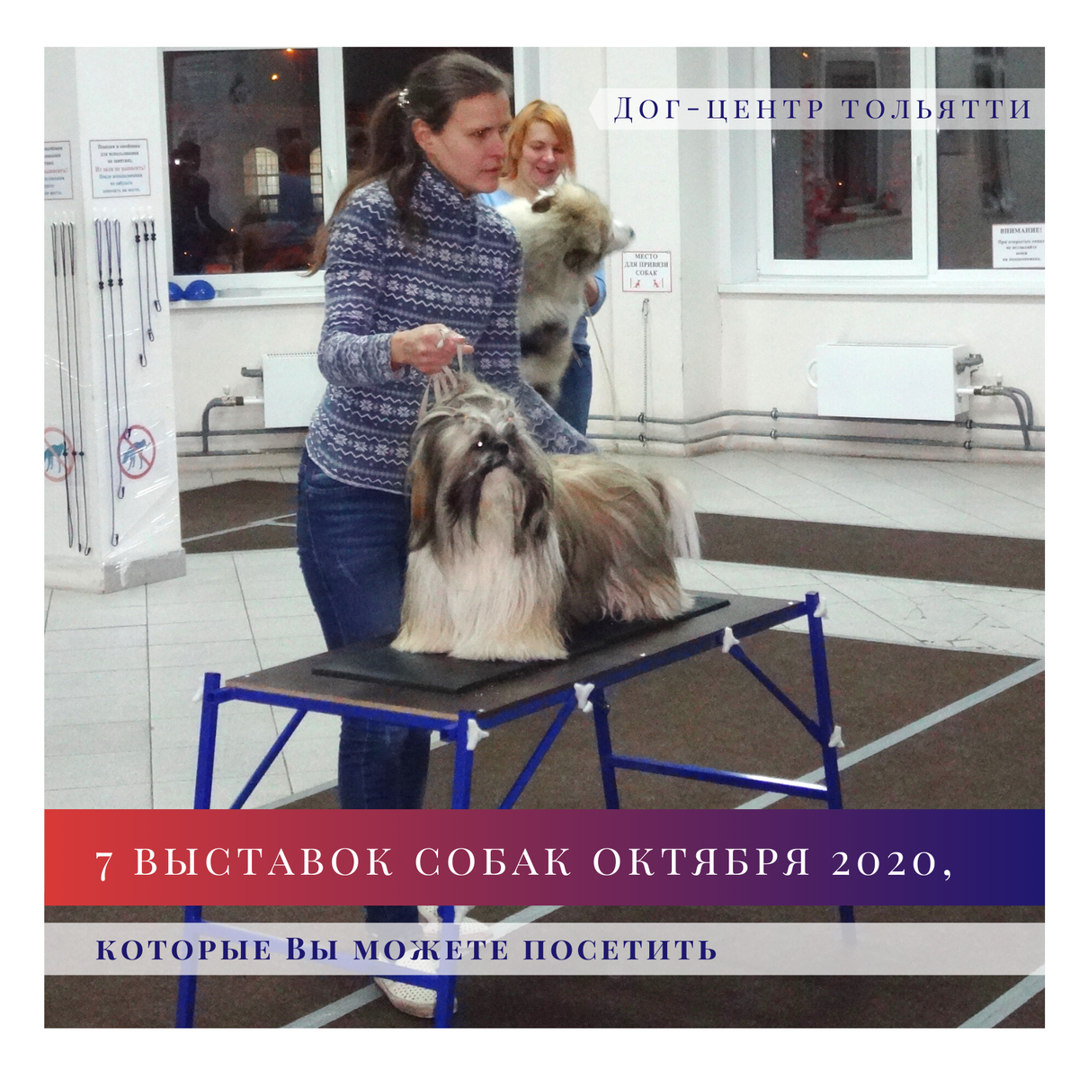 Ши-тцу Михалыч