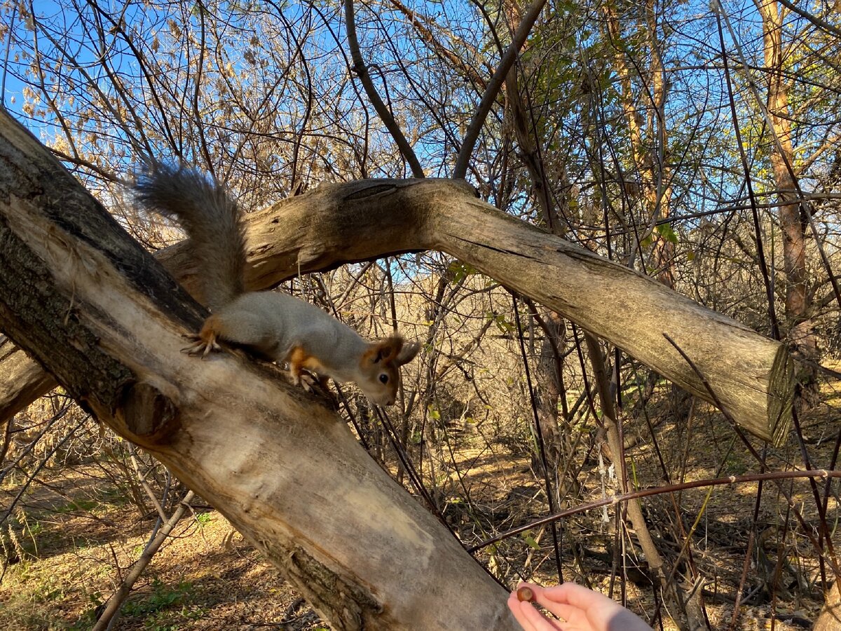 Белки в тольяттинском лесу