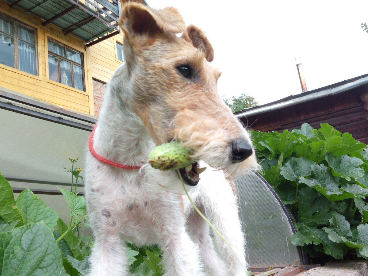 Добытая еда всегда вкуснее! Если понравилась статья, подписывайтесь на канал, ставьте лайк, пишите комментарии