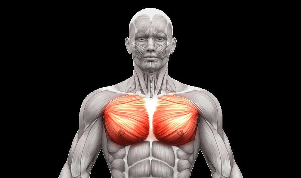 Анатомия грудных.