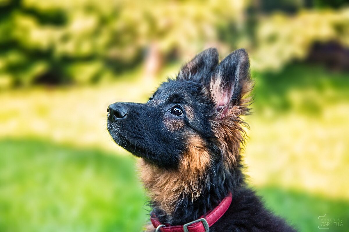 Щенок немецкой овчарки.