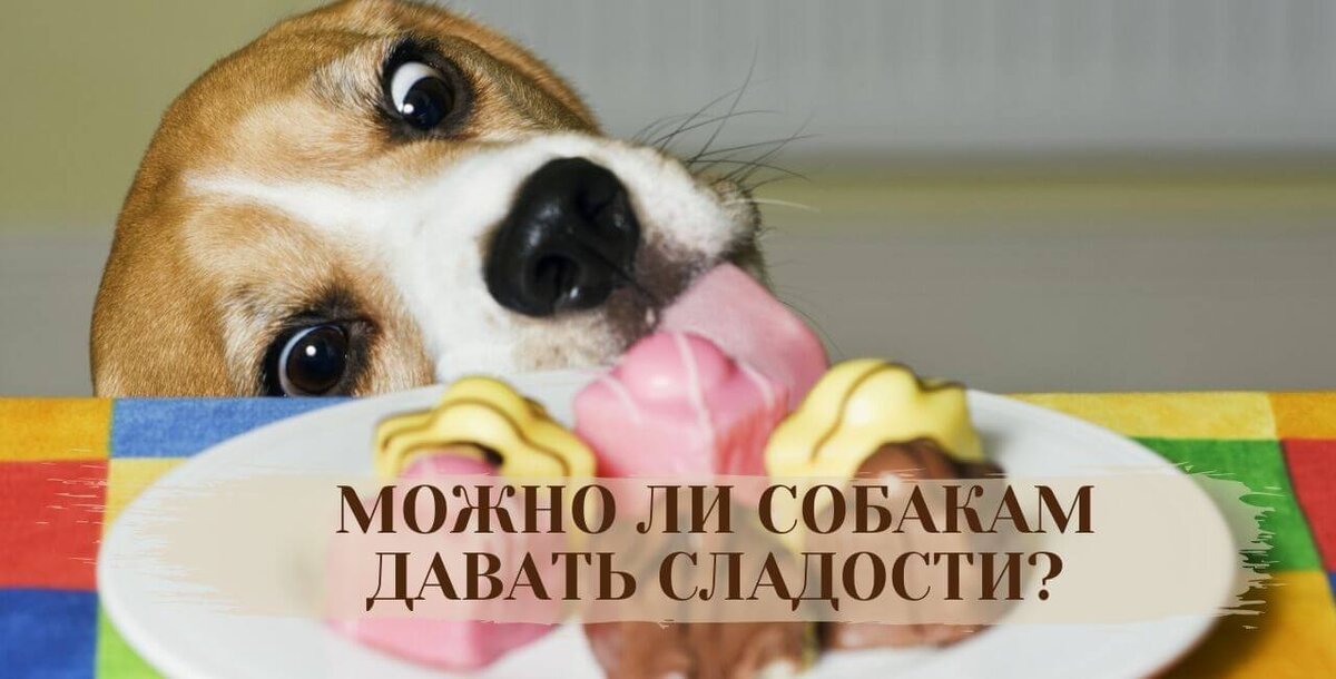 Сладкое и соленое в рационе собак: правила питания и особенности выбора