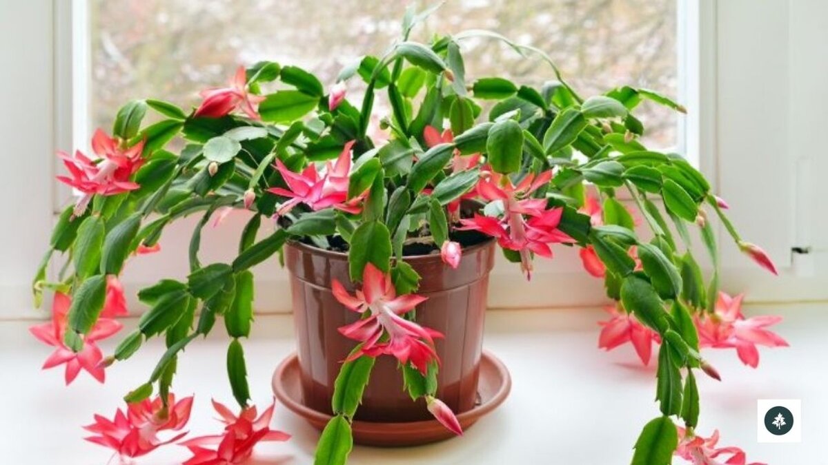 Christmas cactus