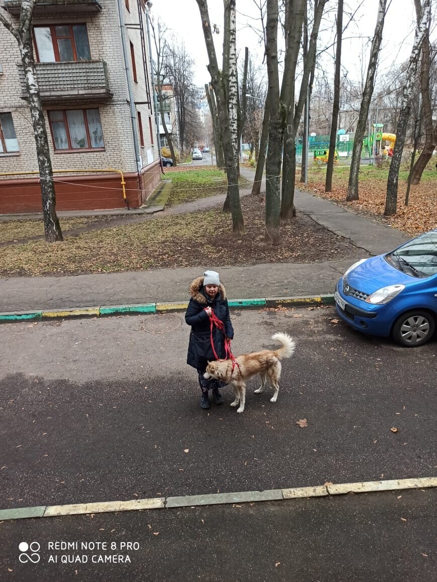 Друзья, помогите оплатить дорогу домой 15 собакам из приюта. UPD: Сбор  закрыт. Огромное спасибо всем за помощь! | приют 