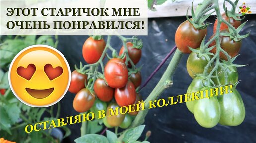 Не могла поверить, что старый сорт настолько хорошо!