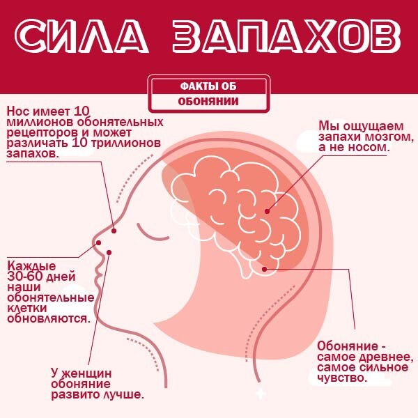 Факты об обонянии