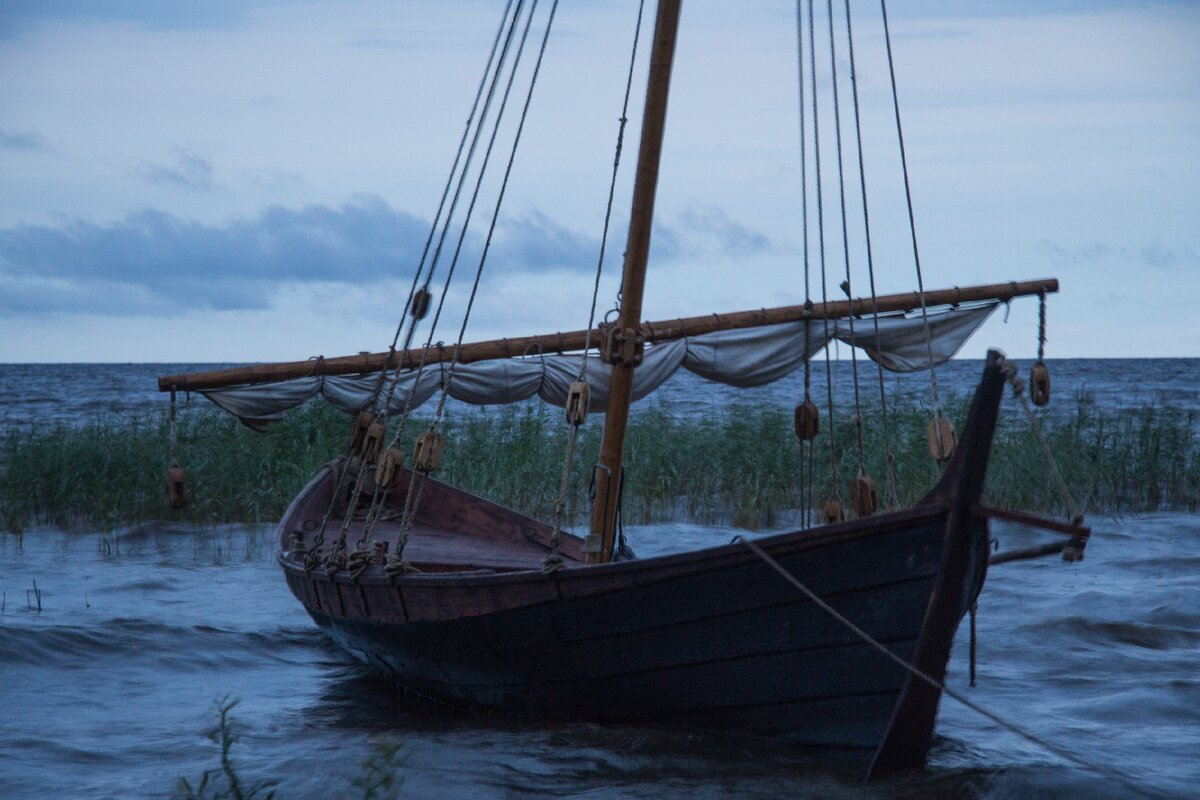 Нерпа на рейде