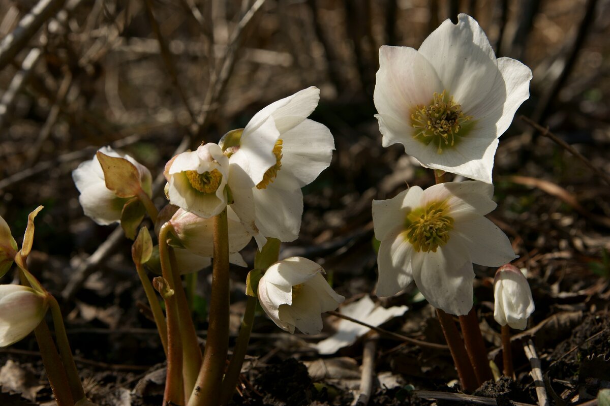 Обычный  морозник черный (Helleborus niger). Цветет в марте - апреле.