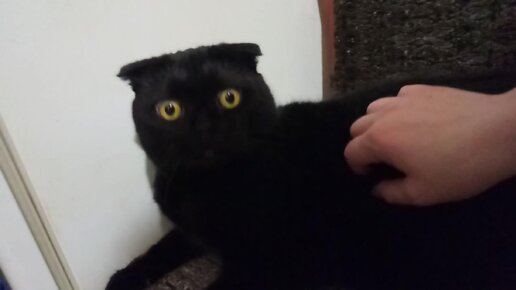 Черный британский кот ( фото) - фото - картинки и рисунки: скачать бесплатно