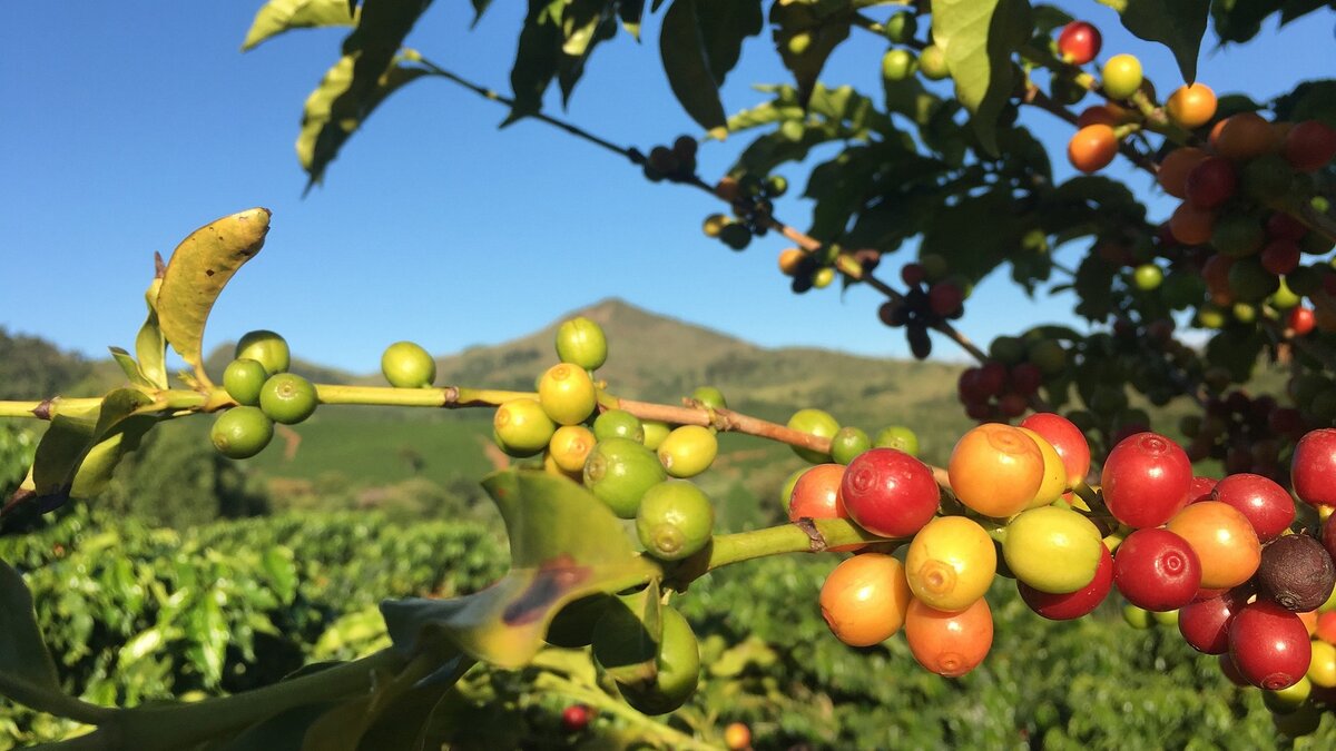 Кофейный светофор.