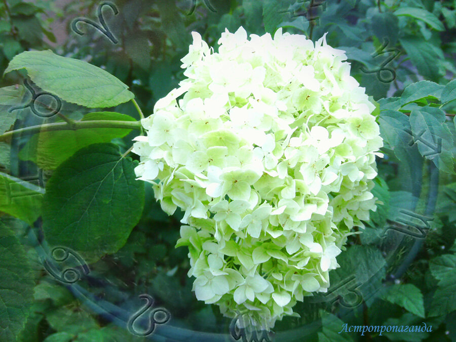 Коллаж Нины Стрелковой.