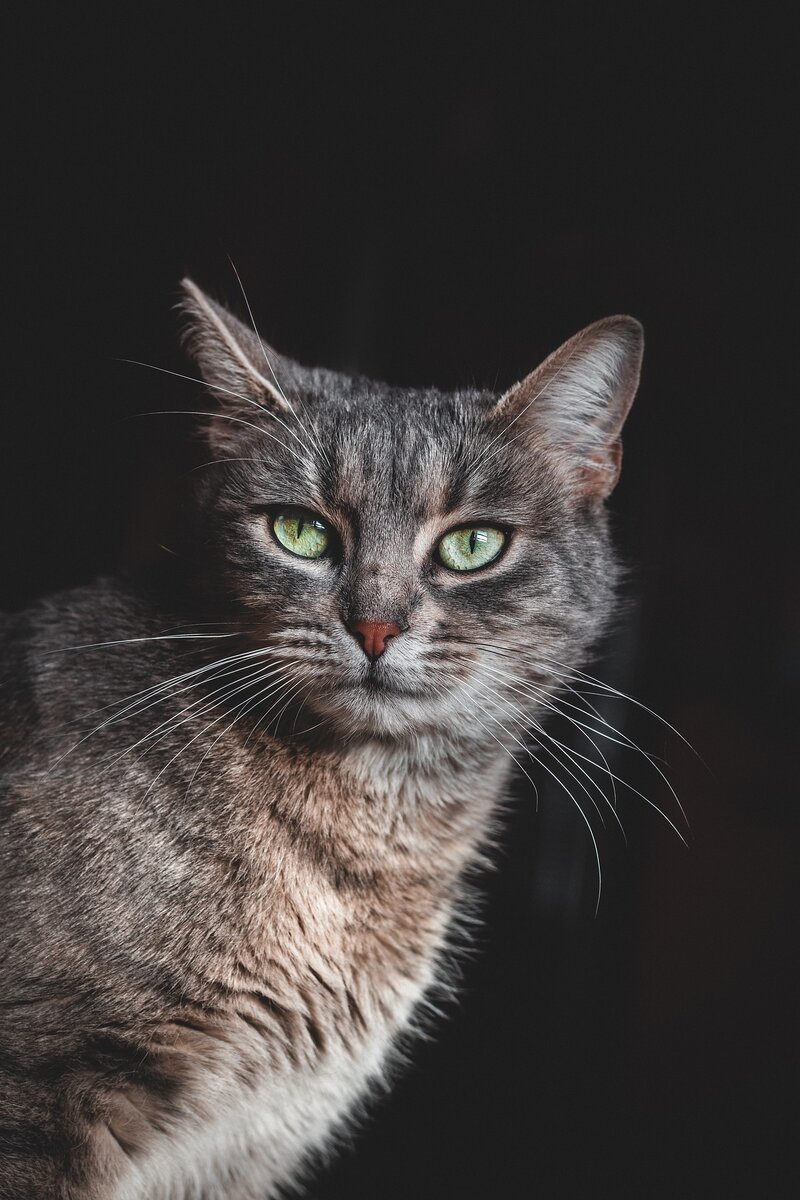 Изображение Daniel Mačura с сайта Pixabay 