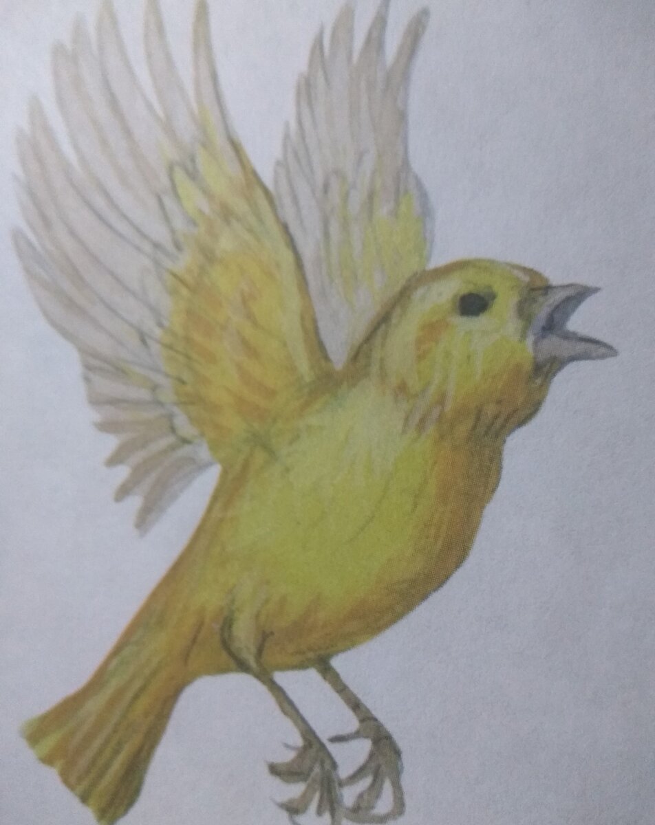 Пение птиц - звуки природы.