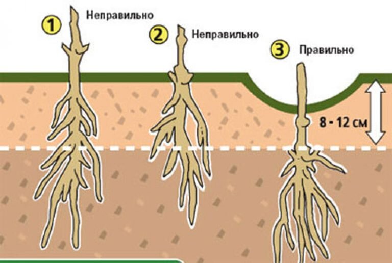  Посадка клематиса. Фото из открытого источнка moezerno.ru