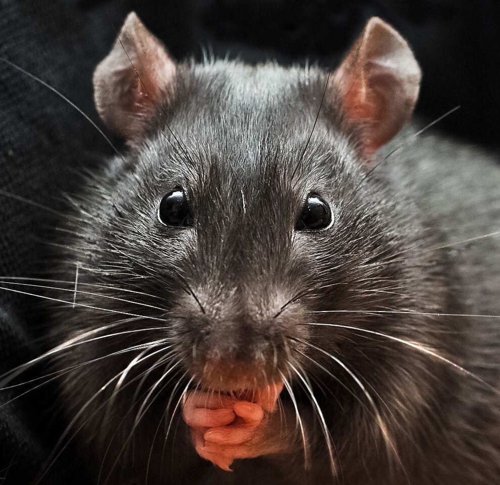 Фото из свободного доступа "Яндекс картинки"