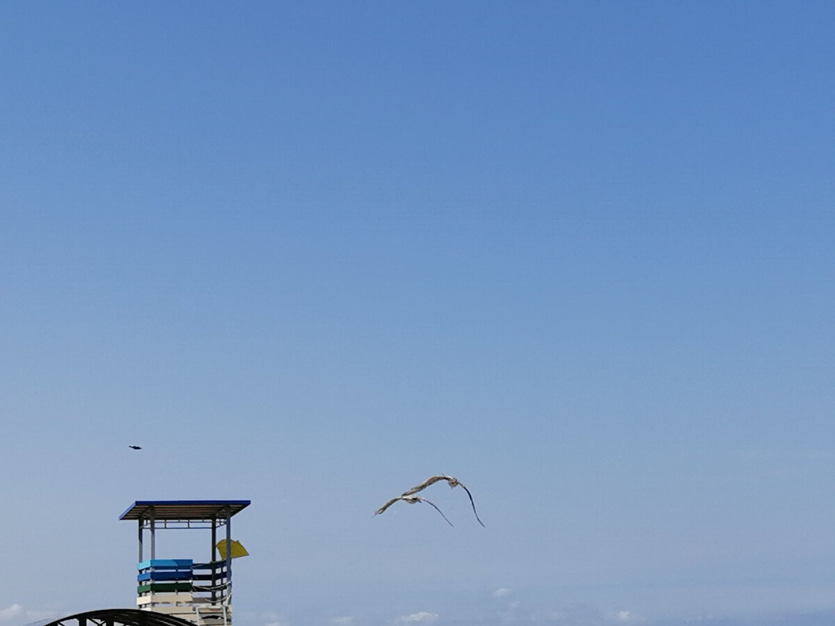 Чайки над Балтикой