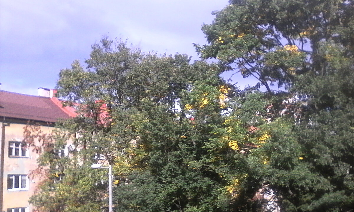 На фото: теплый солнечный сентябрь. Вид из моего окна