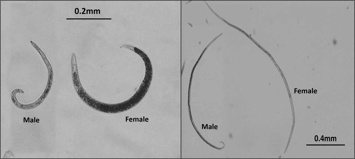 Взрослые нематоды: растительноядные Schistonchus sp. (слева) и хищные Teratodiplogaster sp. (справа). Фото: Satyajeet Gupta.