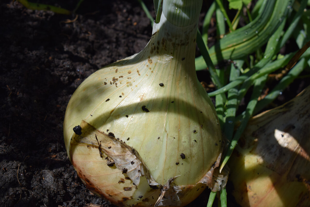 луковицы значительно подросли(фото автора)2021