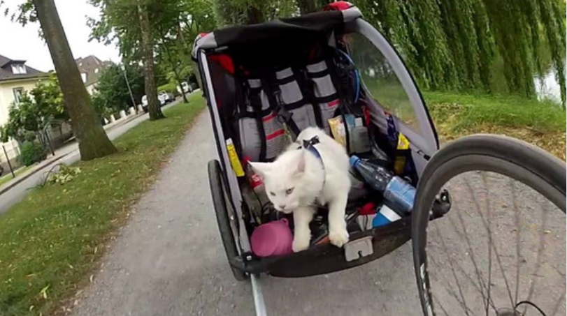 Перевозка кошки на велосипеде