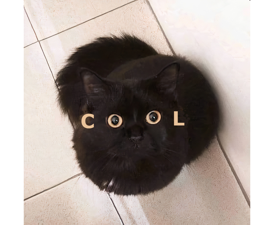 высота похожа на кота. мой котя. ты похож на кота певица. коты инструкция. ты похож на кота в моих глазах.