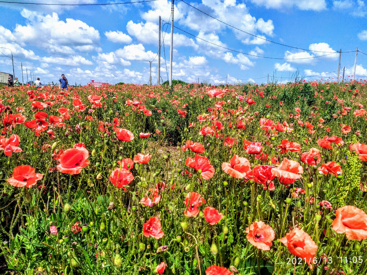 Маковые поля на Кубани. Краснодарский край.