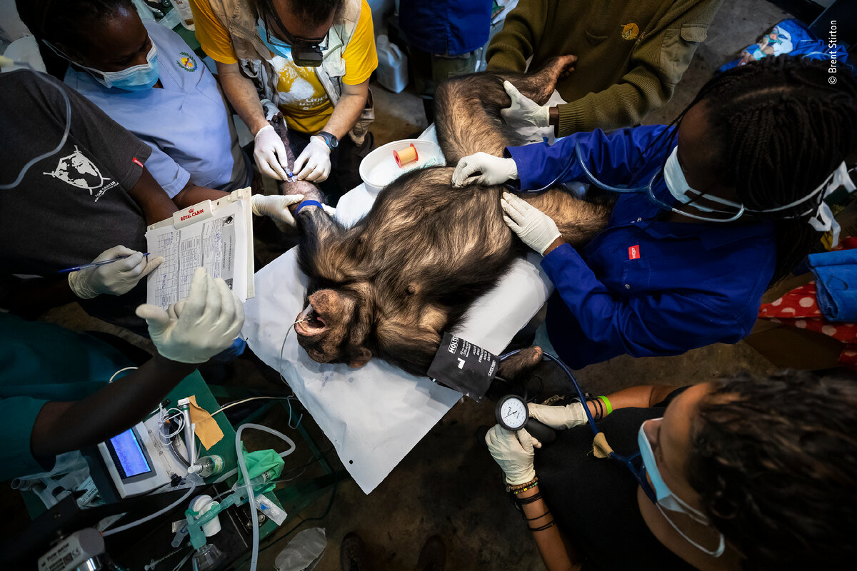 © BRENT STIRTON, Wildlife Photographer of the Year