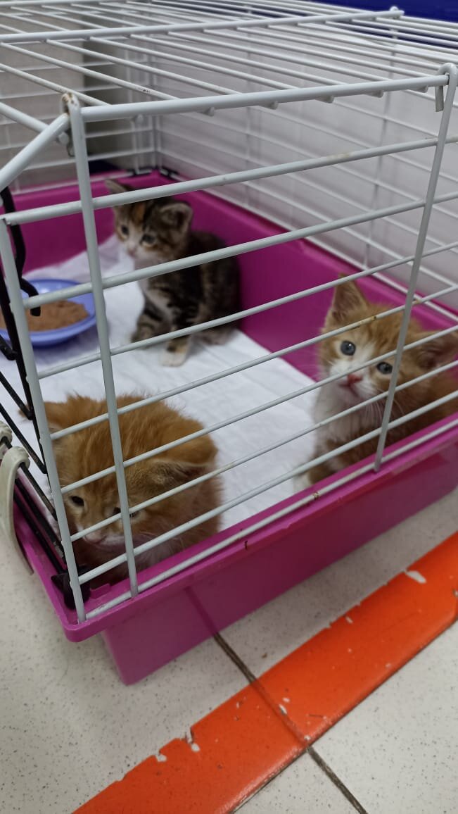 Кого-то из рыжих пацанов забрали у них на глазах. "Мальчишек лучше берут", - сказали ветеринары. Наша самая несчастная. 