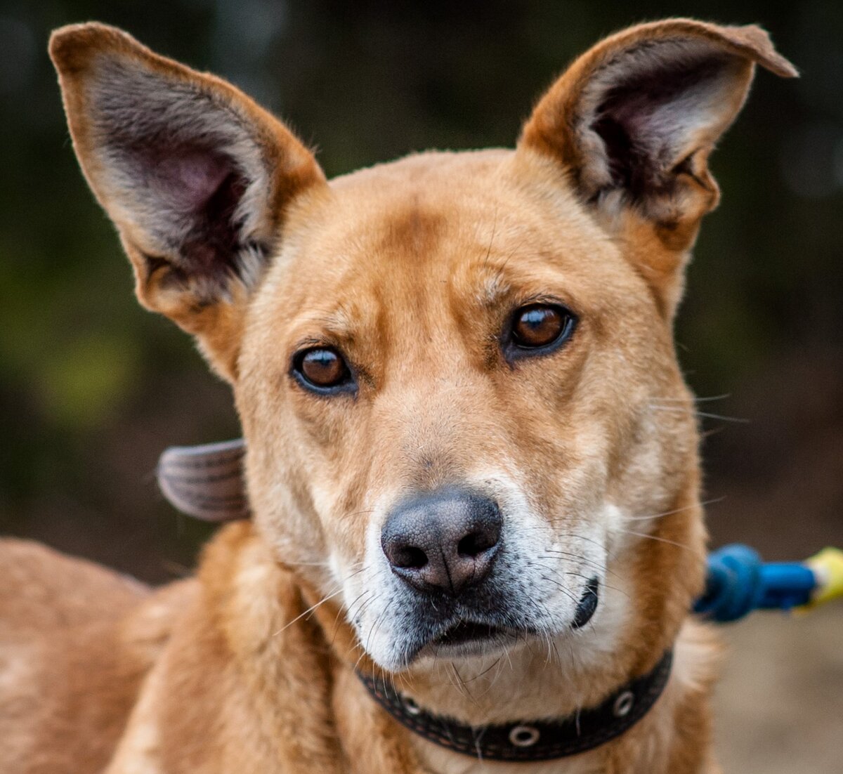 Рыжая ЛИса. Ей около 5 лет. Живет в приюте Ч-хвостики. Стерильна. Очень хорошо ходит на поводке, умная и послушная собачка. Прекрасно соседствует с пёсиком Шуманом. 89265606321 Анна