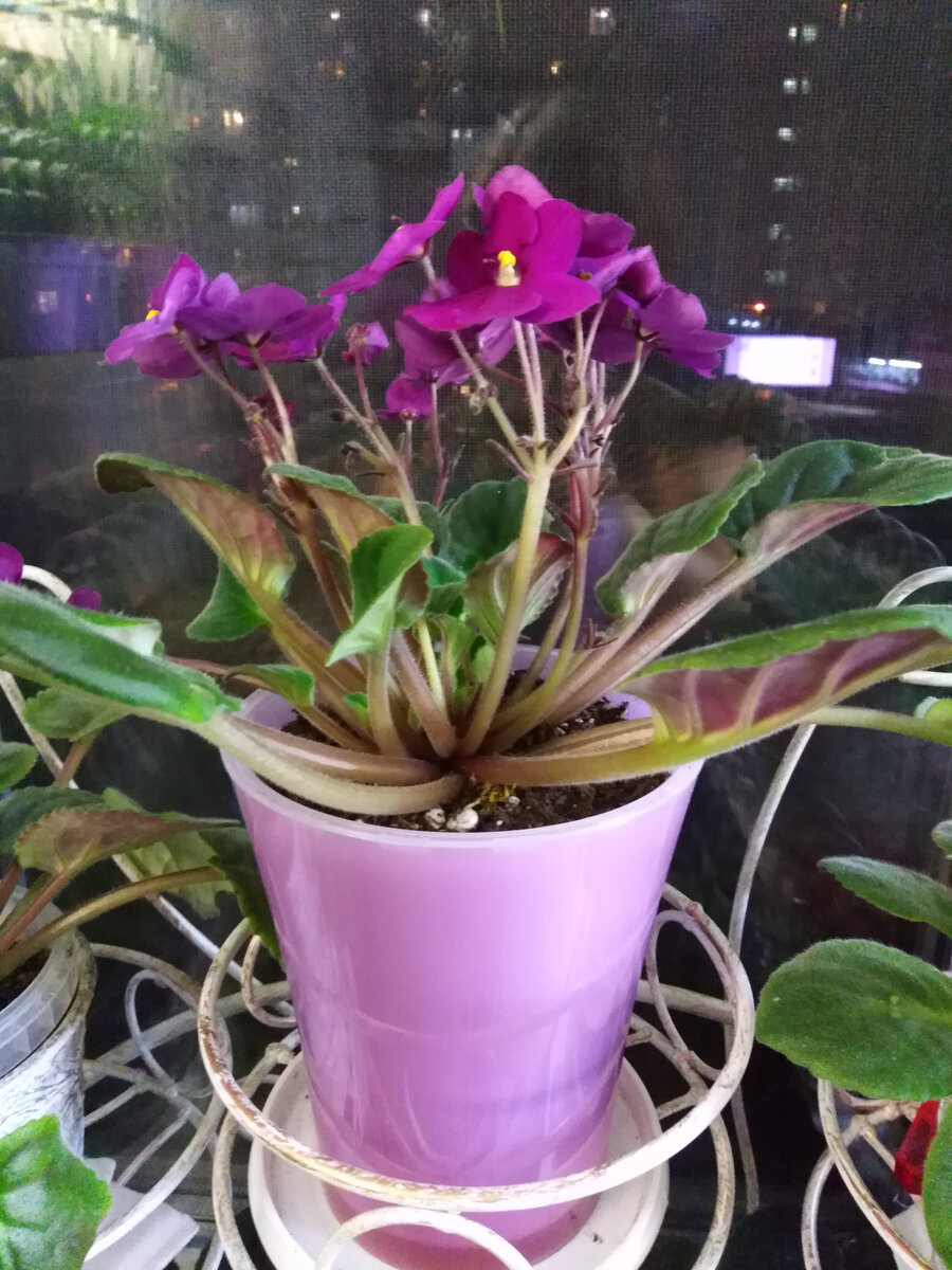 Фиалка на фитильном поливе