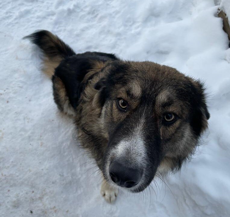 Пушок- дурашливый добрый щенок в обличии взрослой собаки, обожает почесухи, готов променять еду на почесухи, за своей мамой все время ходит, пушистый худой пес , на вид 30 кг