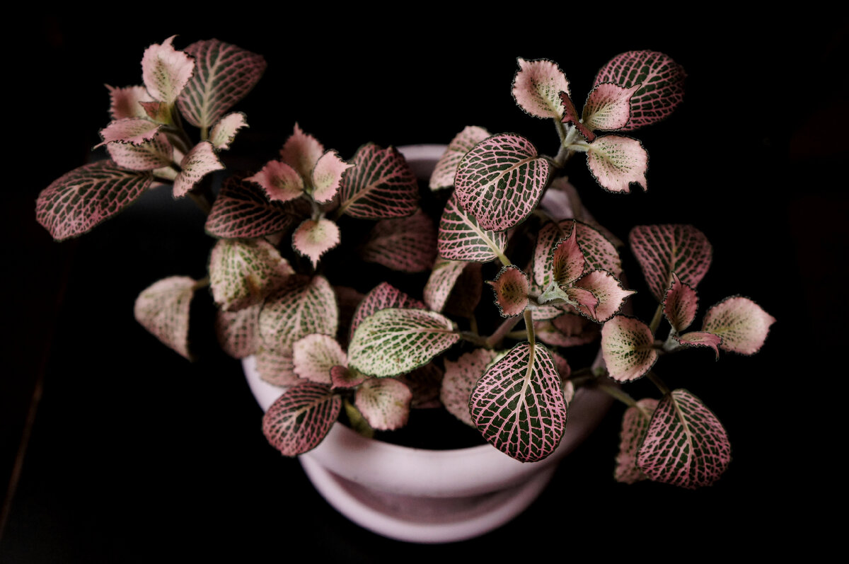 Фиттония Вершаффельта (F.verschaffelii)