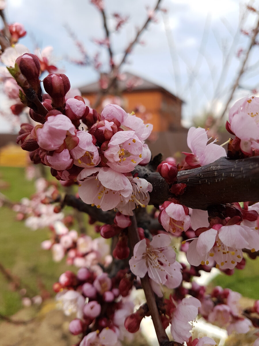 Самоплодный абрикос Лель www.oazis-market.ru