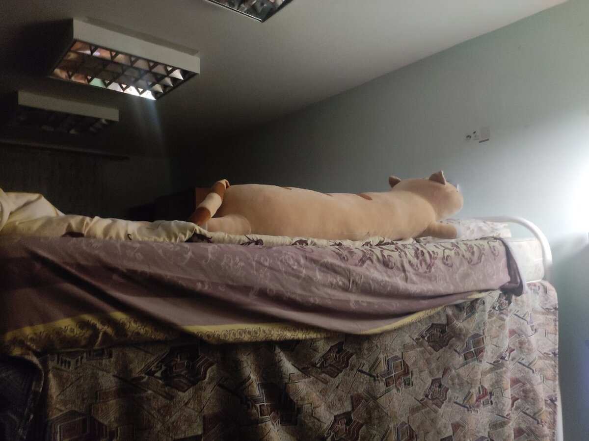 В качестве картинки Бездна (то есть дочь моя) просит поставить этого кота. 