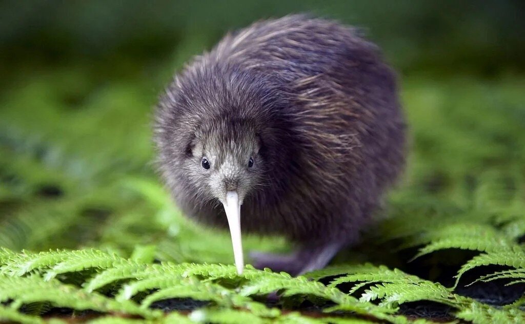 «Фруктовая» киви не летает из-за особенностей строения тела и отсутствия врагов. Фото: images11.popmeh.ru