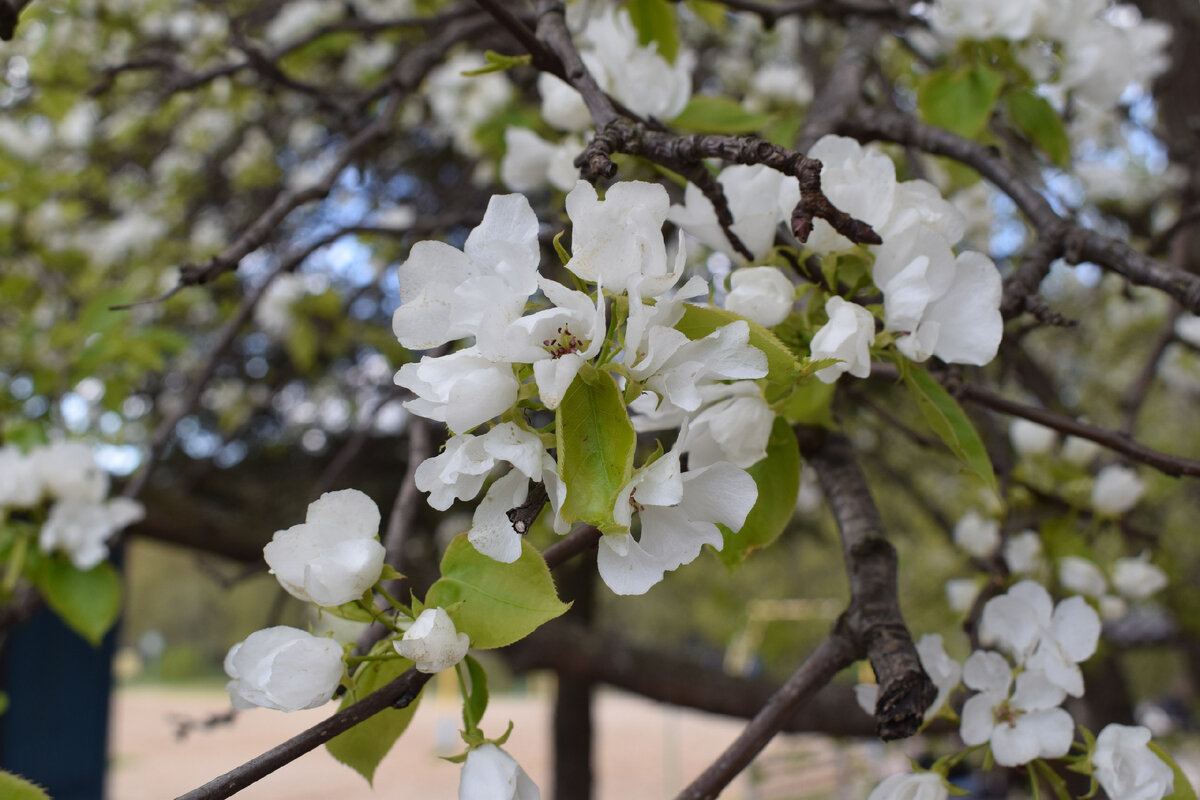 Макросъёмка. Пышная и цветущая Весна! Виктория Михалина.