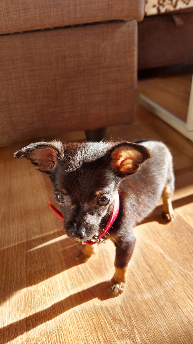 Фунтик, первая встреча